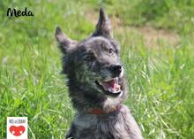 MEDA, Hund, Mischlingshund in Kroatien - Bild 3