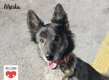 MEDA, Hund, Mischlingshund in Kroatien - Bild 7