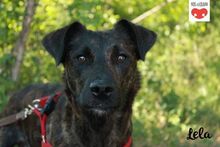 LELA, Hund, Mischlingshund in Kroatien - Bild 1