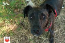 LELA, Hund, Mischlingshund in Kroatien - Bild 2