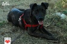 LELA, Hund, Mischlingshund in Kroatien - Bild 3