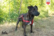 LELA, Hund, Mischlingshund in Kroatien - Bild 4