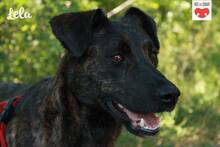 LELA, Hund, Mischlingshund in Kroatien - Bild 6