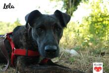 LELA, Hund, Mischlingshund in Kroatien - Bild 7