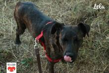 LELA, Hund, Mischlingshund in Kroatien - Bild 8