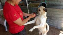 JOSCHI, Hund, Mischlingshund in Rumänien - Bild 3