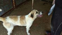 JOSCHI, Hund, Mischlingshund in Rumänien - Bild 4