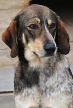 ORION, Hund, Sabueso Español-Setter-Mischling in Spanien - Bild 1