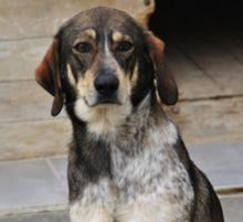 ORION, Hund, Sabueso Español-Setter-Mischling in Spanien - Bild 2