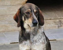 ORION, Hund, Sabueso Español-Setter-Mischling in Spanien - Bild 4