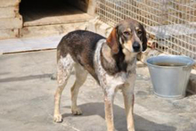 ORION, Hund, Sabueso Español-Setter-Mischling in Spanien - Bild 5