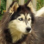 MALAIKA, Hund, Siberian Husky-Alaskan Malamute-Mix in Bulgarien - Bild 1