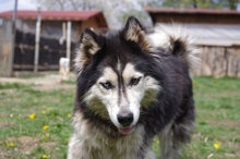 MALAIKA, Hund, Siberian Husky-Alaskan Malamute-Mix in Bulgarien - Bild 10