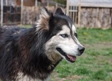 MALAIKA, Hund, Siberian Husky-Alaskan Malamute-Mix in Bulgarien - Bild 11