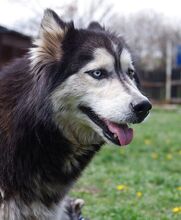 MALAIKA, Hund, Siberian Husky-Alaskan Malamute-Mix in Bulgarien - Bild 12