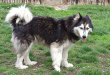 MALAIKA, Hund, Siberian Husky-Alaskan Malamute-Mix in Bulgarien - Bild 14
