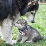 MALAIKA, Hund, Siberian Husky-Alaskan Malamute-Mix in Bulgarien - Bild 2