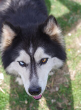 MALAIKA, Hund, Siberian Husky-Alaskan Malamute-Mix in Bulgarien - Bild 3