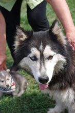 MALAIKA, Hund, Siberian Husky-Alaskan Malamute-Mix in Bulgarien - Bild 4