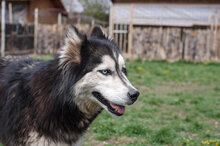 MALAIKA, Hund, Siberian Husky-Alaskan Malamute-Mix in Bulgarien - Bild 8