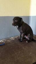SIEMA, Hund, Mischlingshund in Spanien - Bild 2