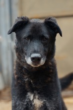 BUDIK, Hund, Mischlingshund in Slowakische Republik - Bild 1