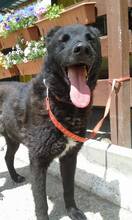 BUDIK, Hund, Mischlingshund in Slowakische Republik - Bild 10