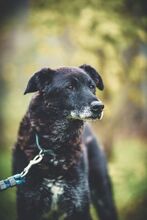 BUDIK, Hund, Mischlingshund in Slowakische Republik - Bild 2