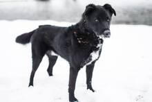 BUDIK, Hund, Mischlingshund in Slowakische Republik - Bild 21