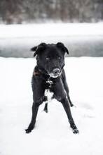 BUDIK, Hund, Mischlingshund in Slowakische Republik - Bild 22