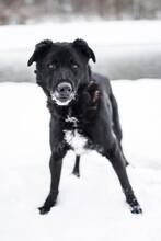 BUDIK, Hund, Mischlingshund in Slowakische Republik - Bild 23