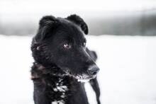 BUDIK, Hund, Mischlingshund in Slowakische Republik - Bild 24
