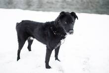 BUDIK, Hund, Mischlingshund in Slowakische Republik - Bild 25