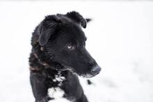 BUDIK, Hund, Mischlingshund in Slowakische Republik - Bild 26