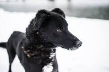 BUDIK, Hund, Mischlingshund in Slowakische Republik - Bild 27