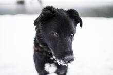 BUDIK, Hund, Mischlingshund in Slowakische Republik - Bild 28