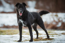 BUDIK, Hund, Mischlingshund in Slowakische Republik - Bild 29
