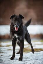 BUDIK, Hund, Mischlingshund in Slowakische Republik - Bild 30