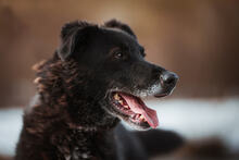 BUDIK, Hund, Mischlingshund in Slowakische Republik - Bild 31
