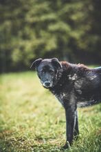 BUDIK, Hund, Mischlingshund in Slowakische Republik - Bild 38
