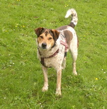 BETA, Hund, Mischlingshund in Gefrees - Bild 1
