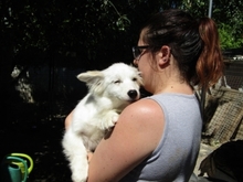 GERRY, Hund, Mischlingshund in Ungarn - Bild 5