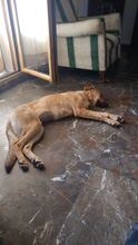 SOFIA, Hund, Mischlingshund in Spanien - Bild 2