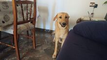SOFIA, Hund, Mischlingshund in Spanien - Bild 3