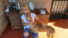 SOFIA, Hund, Mischlingshund in Spanien - Bild 5