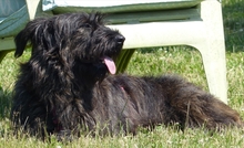 ROXANA, Hund, Mischlingshund in Neuss - Bild 1