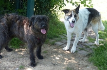 ROXANA, Hund, Mischlingshund in Neuss - Bild 2