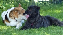 ROXANA, Hund, Mischlingshund in Neuss - Bild 5
