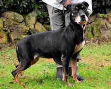 TATI, Hund, Mischlingshund in Italien - Bild 5
