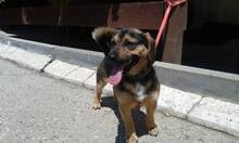 VASO, Hund, Mischlingshund in Slowakische Republik - Bild 1